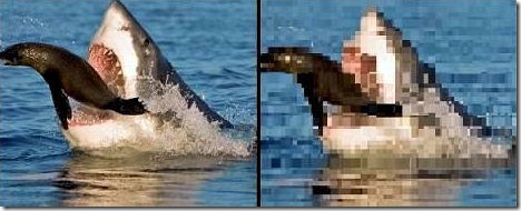 Image Optimization Shark