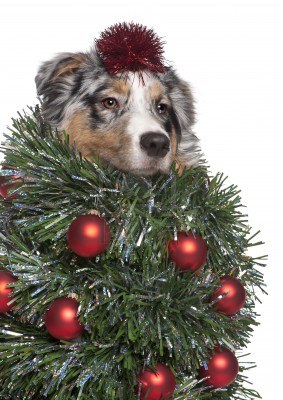 dog-christmas-tree